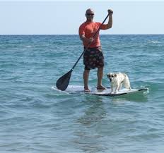 Paddle Surf.